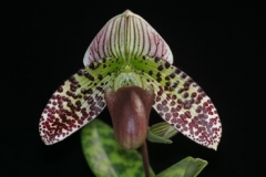 Paph. Macbre